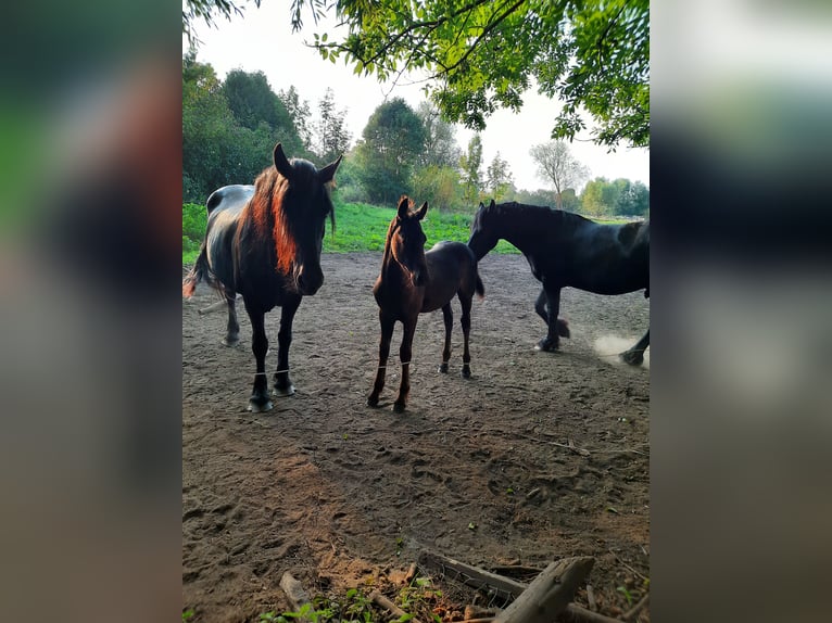 Fries paard Hengst veulen (01/2024) 160 cm in Prenzlau