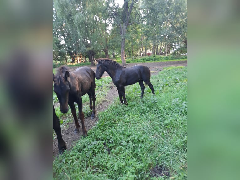 Fries paard Hengst veulen (01/2024) 160 cm in Prenzlau