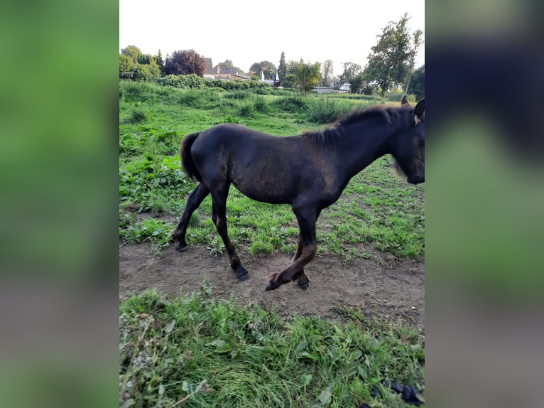 Fries paard Hengst veulen (01/2024) 160 cm in Prenzlau