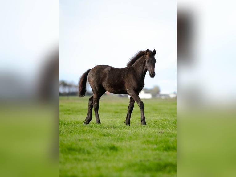 Fries paard Hengst Veulen (04/2026) 160 cm Zwart in Tzummarum