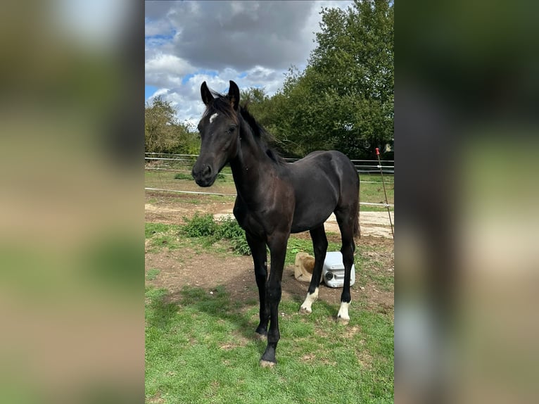 Fries paard Mix Hengst Veulen (04/2026) 160 cm Zwart in molliens dreuil