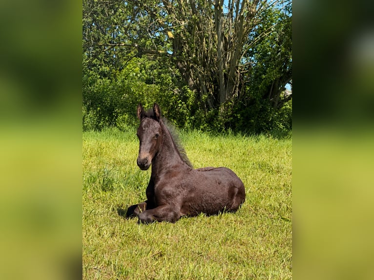 Fries paard Hengst Veulen (05/2026) 165 cm Zwart in Ihlow