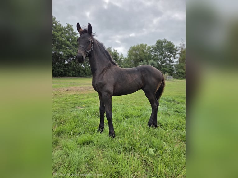 Fries paard Hengst Veulen (02/2026) 165 cm Zwart in Wâlterswâld