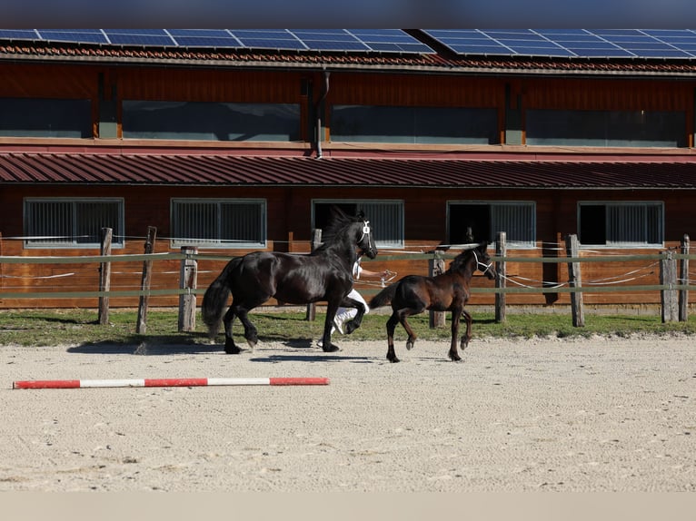 Fries paard Hengst Veulen (05/2026) 165 cm Zwart in Oberperfuss