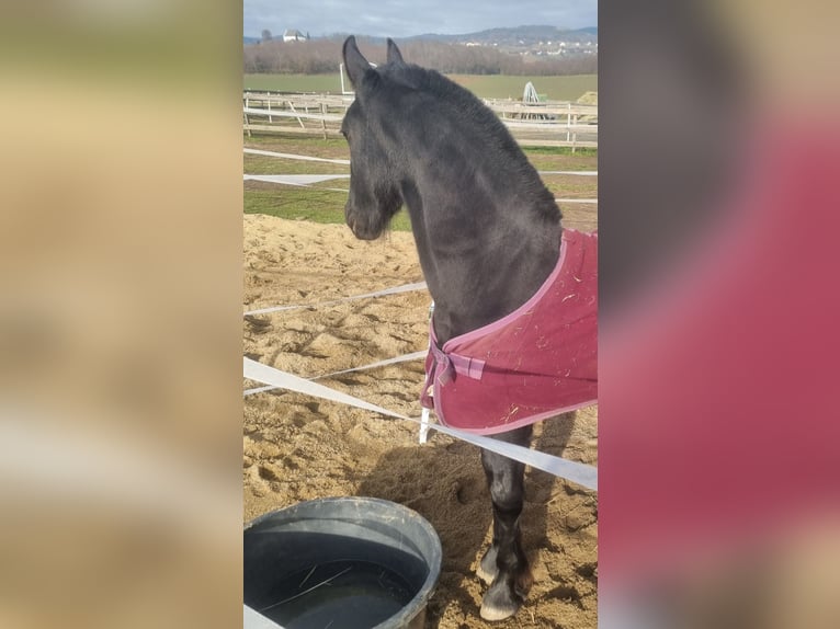 Fries paard Hengst Veulen (04/2025) 165 cm Zwart in Rechnitz