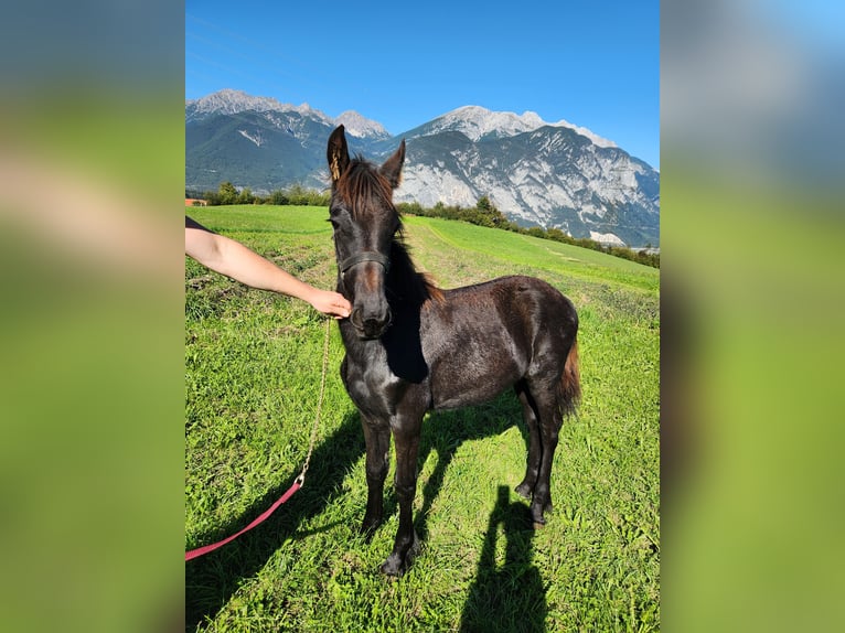 Fries paard Hengst Veulen (02/2025) 165 cm Zwart in Oberperfuss