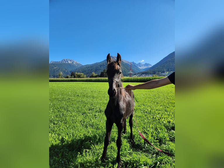 Fries paard Hengst Veulen (02/2025) 165 cm Zwart in Oberperfuss