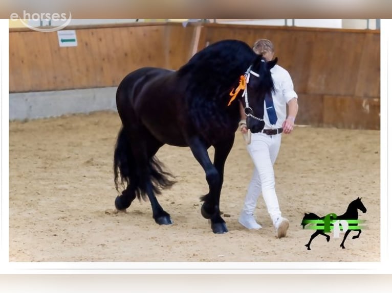 Fries paard Hengst Veulen (05/2026) 167 cm Zwart in St. Michael