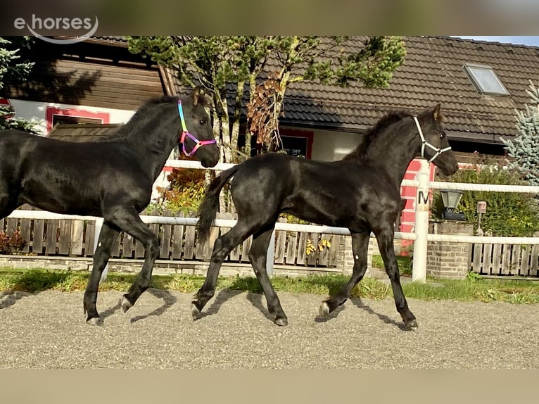 Fries paard Hengst Veulen (05/2026) 167 cm Zwart in St. Michael