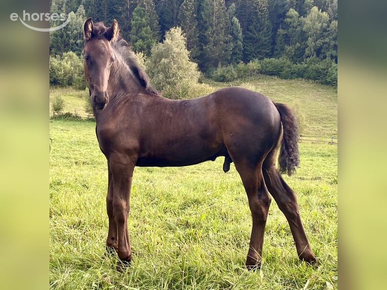 Fries paard Hengst Veulen (05/2026) 167 cm Zwart in St. Michael