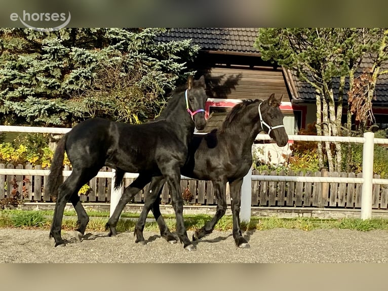 Fries paard Hengst Veulen (05/2026) 167 cm Zwart in St. Michael