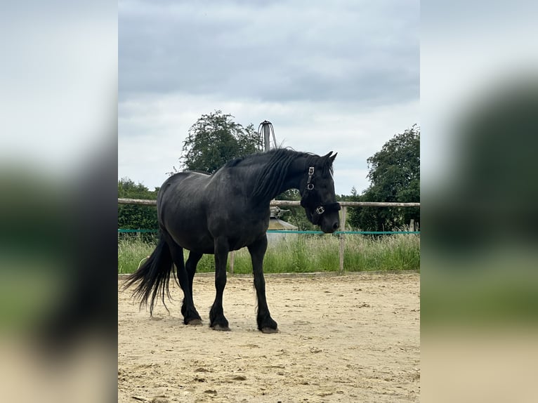 Fries paard Hengst veulen (06/2024) in Aachen