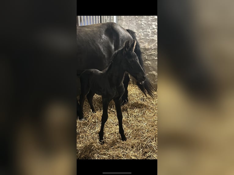 Fries paard Hengst veulen (06/2024) in Aachen