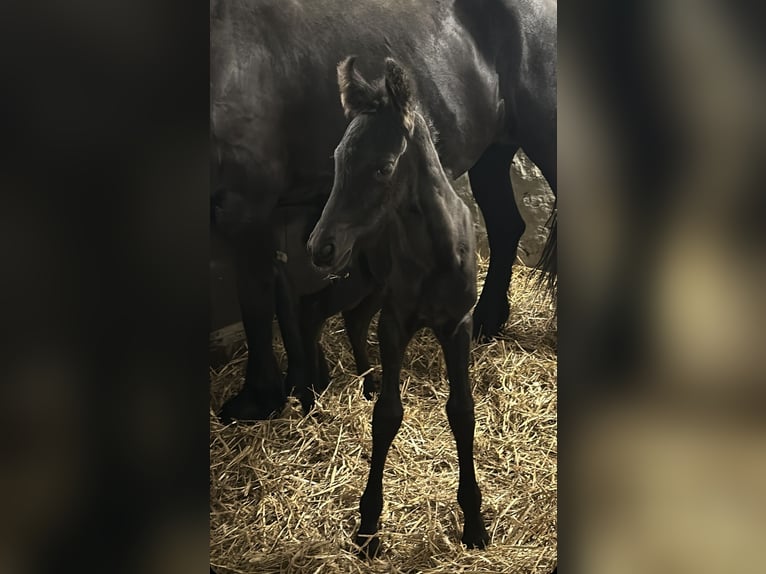 Fries paard Hengst veulen (06/2024) in Aachen