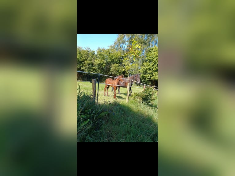 Fries paard Hengst veulen (06/2024) in Aachen