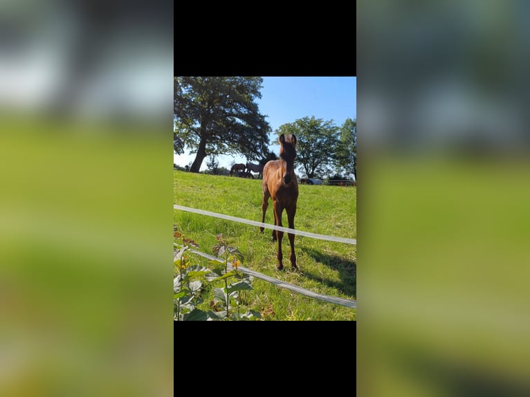 Fries paard Hengst veulen (06/2024) in Aachen