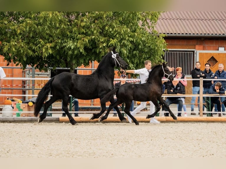 Fries paard Hengst Veulen (01/2025) in Zw&#xF6;nitz