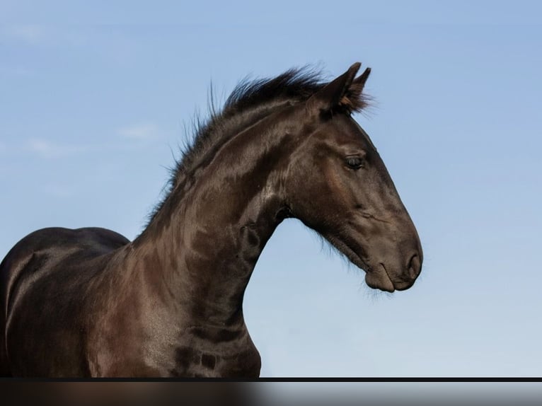 Fries paard Hengst Veulen (01/2025) in Zw&#xF6;nitz