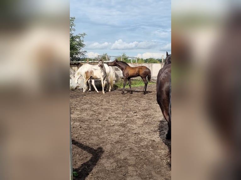 Fries paard Hengst Veulen (04/2025) in Rhede