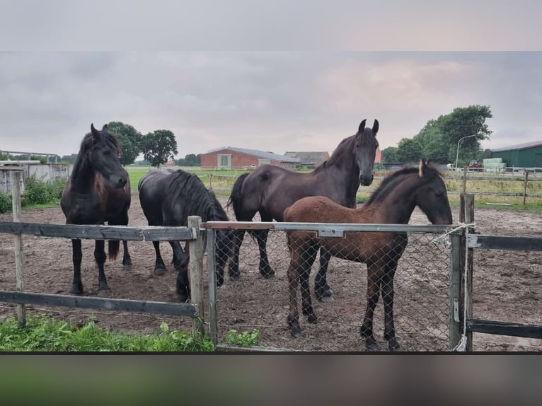 Fries paard Hengst Veulen (04/2025) in Rhede