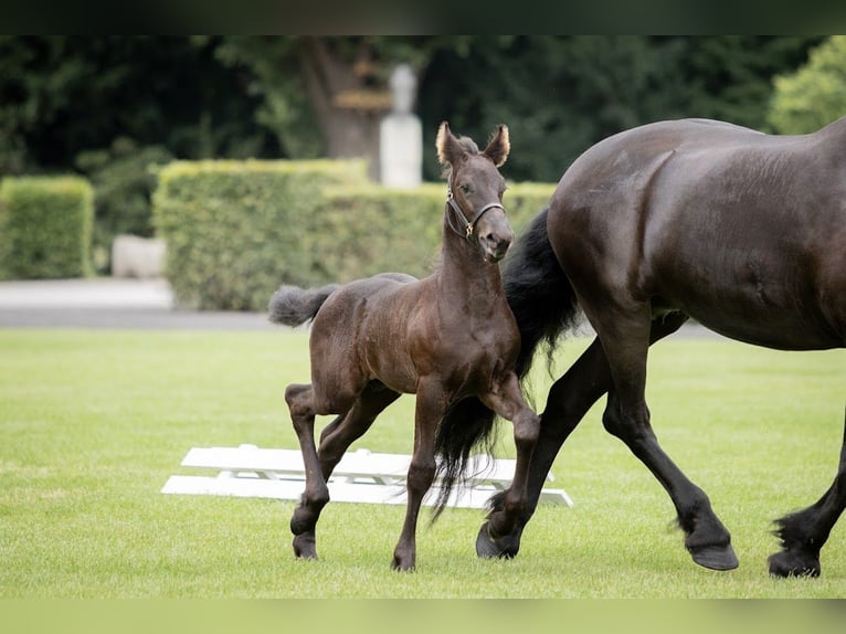 Fries paard Hengst Veulen (06/2026) Zwart in Eldingen