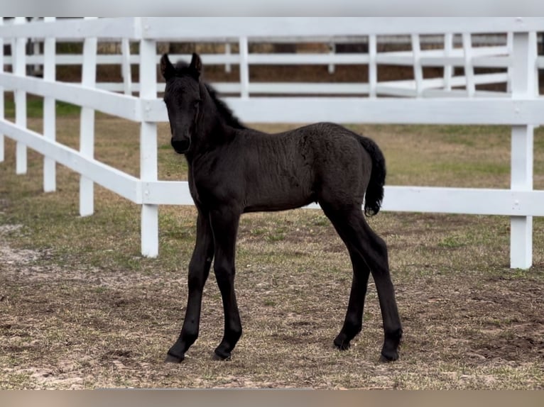 Fries paard Hengst  Zwart in Bolivia