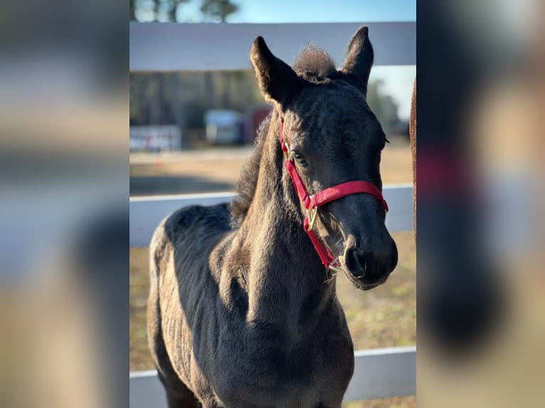 Fries paard Hengst  Zwart in Bolivia