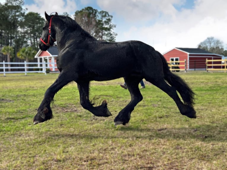 Fries paard Hengst  Zwart in Bolivia