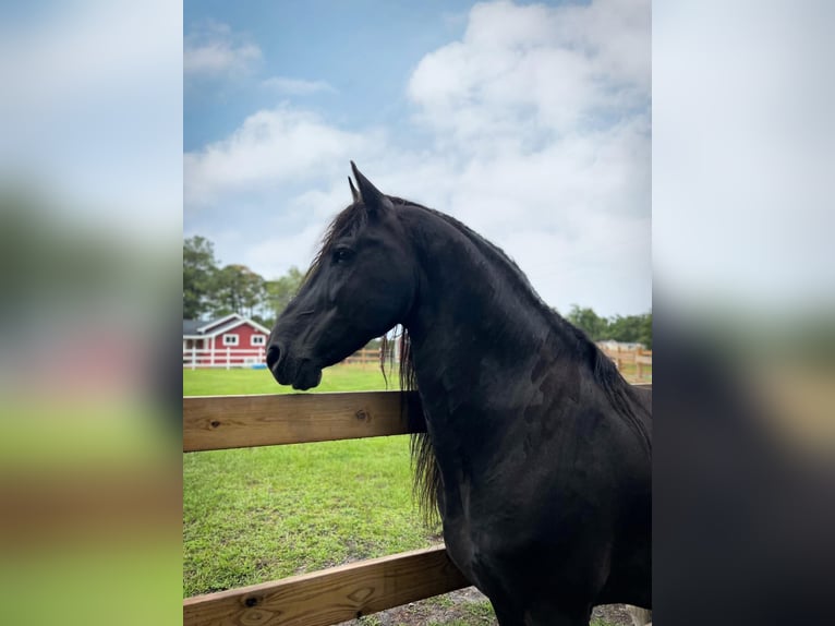 Fries paard Hengst  Zwart in Bolivia