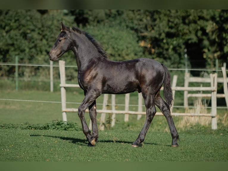 Fries paard Hengst Veulen (06/2026) Zwart in Breydin