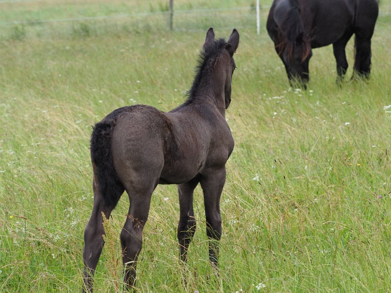 Fries paard Hengst Veulen (05/2026) Zwart in Burgheim