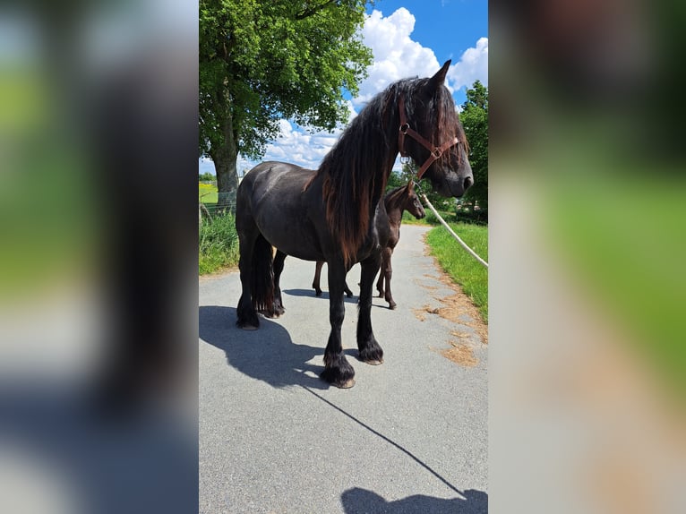 Fries paard Hengst Veulen (05/2026) Zwart in Mauleon