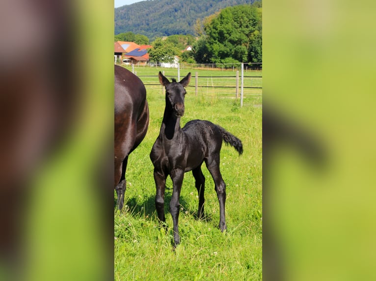 Fries paard Hengst veulen (06/2024) Zwart in Oberweser