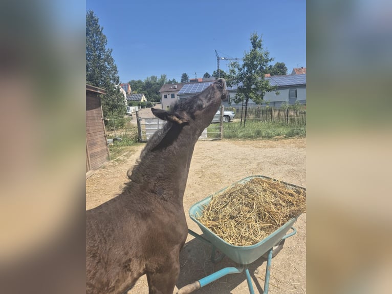 Fries paard Hengst Veulen (05/2025) Zwart in Burgheim