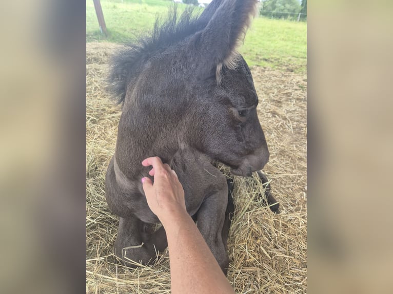 Fries paard Hengst Veulen (05/2026) Zwart in Burgheim