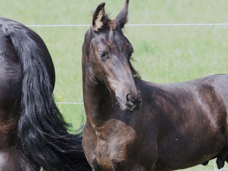 Fries paard Hengst Veulen (05/2025) Zwart in Burgheim