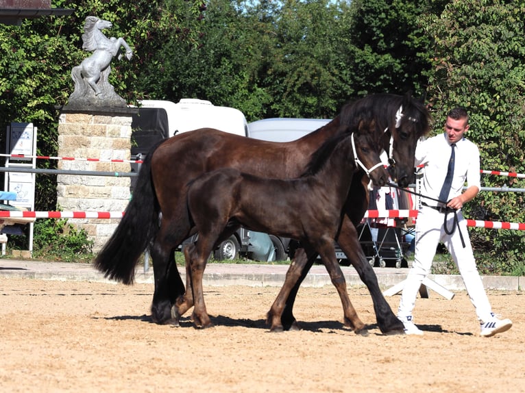 Fries paard Hengst Veulen (05/2026) Zwart in Burgheim