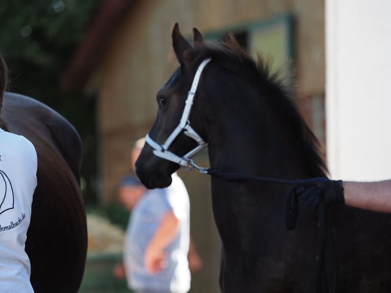 Fries paard Hengst Veulen (05/2026) Zwart in Burgheim