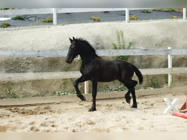 Fries paard Hengst Veulen (01/2025) Zwart in Wa&#x142;brzych