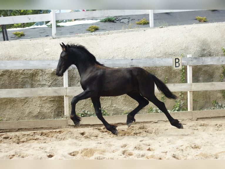 Fries paard Hengst Veulen (01/2025) Zwart in Wa&#x142;brzych