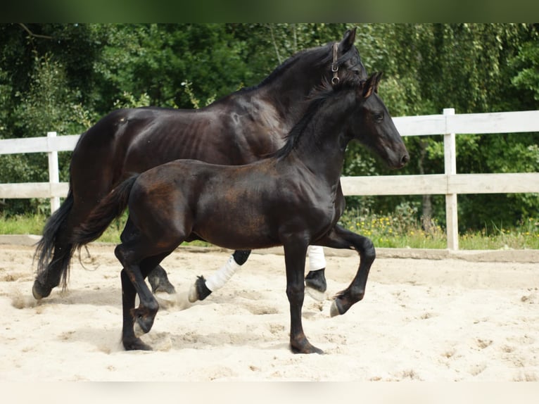 Fries paard Hengst Veulen (01/2025) Zwart in Wa&#x142;brzych