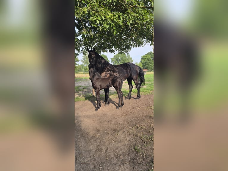 Fries paard Hengst Veulen (01/2026) Zwart in Jade