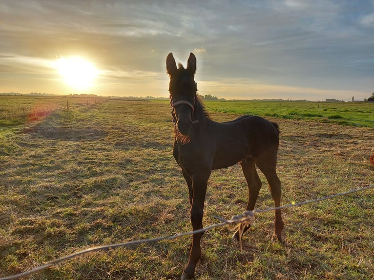 Fries paard Hengst  Zwart in Langelille