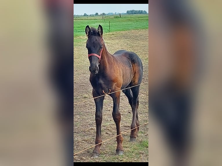 Fries paard Hengst  Zwart in Langelille