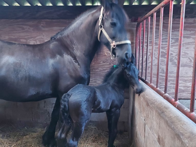 Fries paard Hengst  Zwart in Langelille