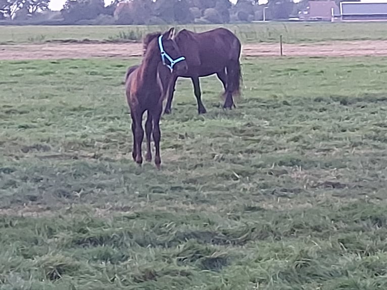 Fries paard Hengst  Zwart in Langelille