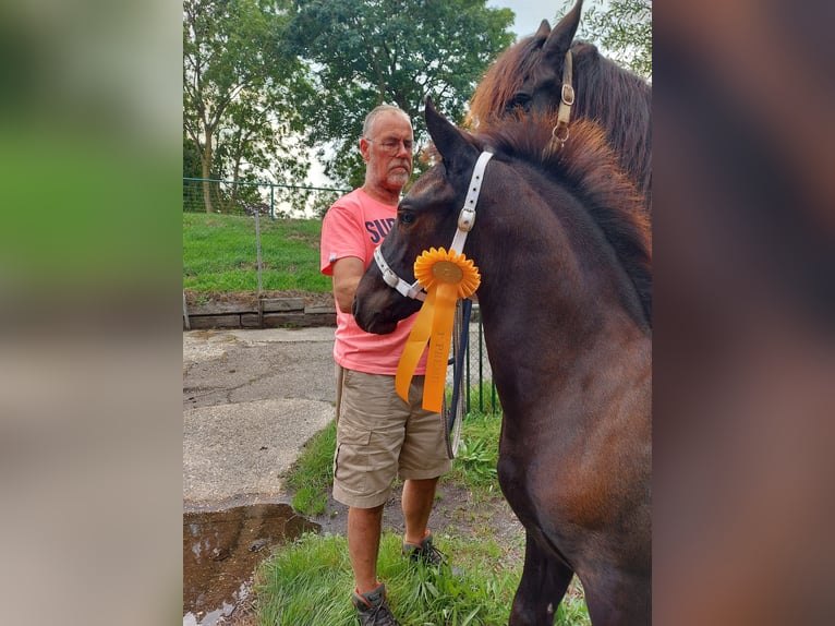 Fries paard Hengst  Zwart in Langelille