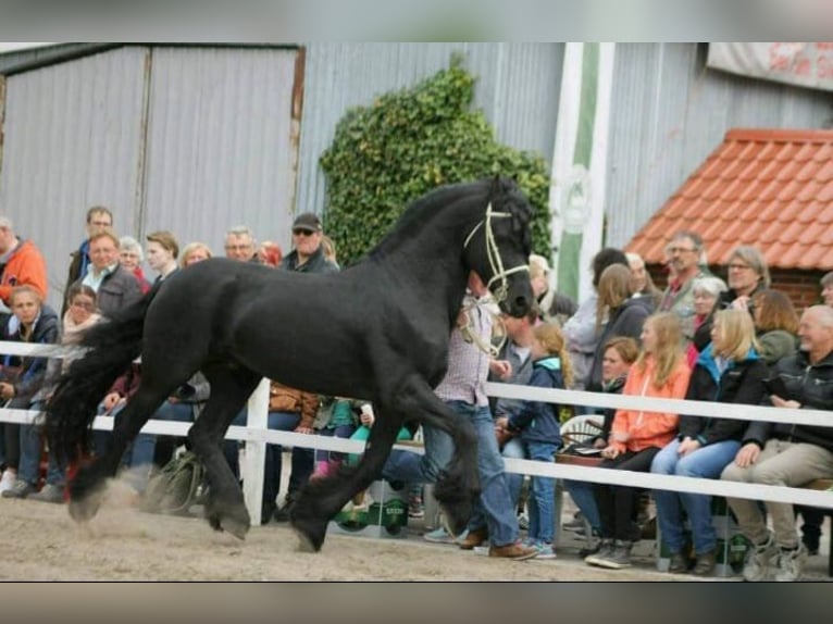 Fries paard Mix Hengst veulen (05/2024) Zwart in Großheide