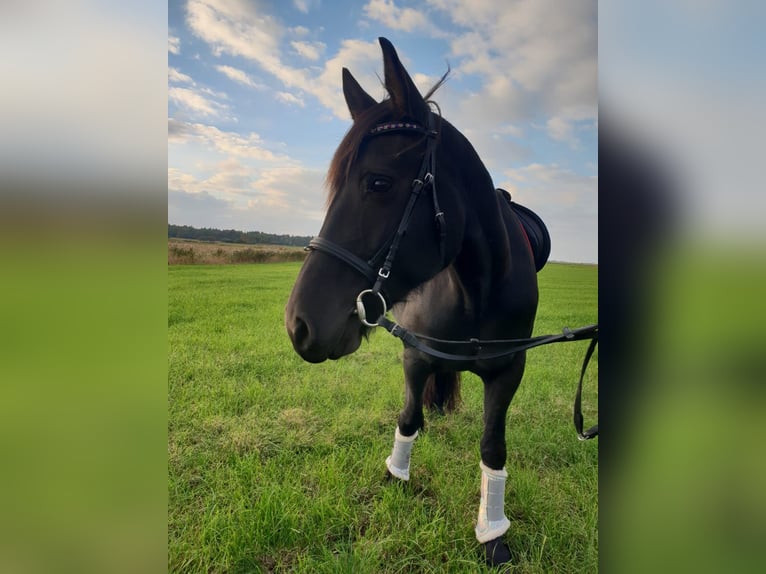 Fries paard Mix Hengst veulen (05/2024) Zwart in Großheide