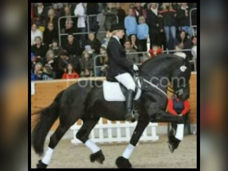 Fries paard Mix Hengst veulen (05/2024) Zwart in Großheide